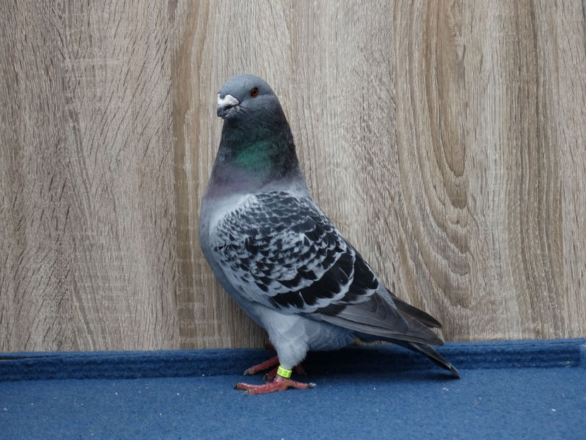 1 F 4198 - Tineret Show Racer 2017