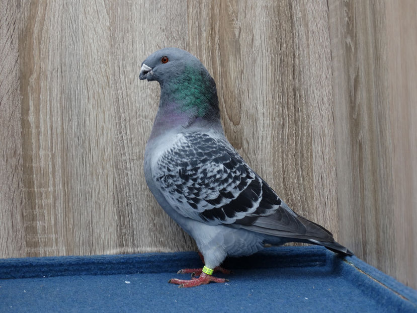 4 F 4198 - Tineret Show Racer 2017