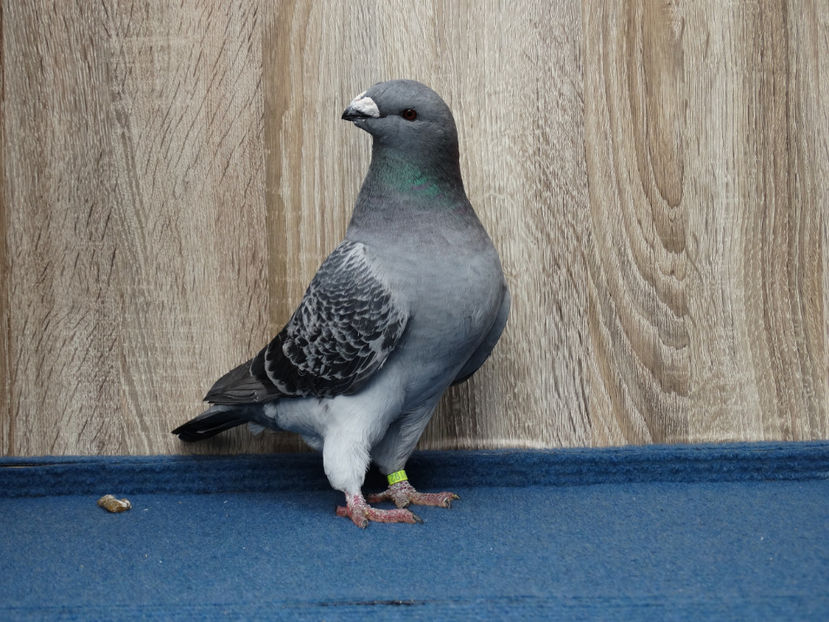 1 F- 4192 - Tineret Show Racer 2017