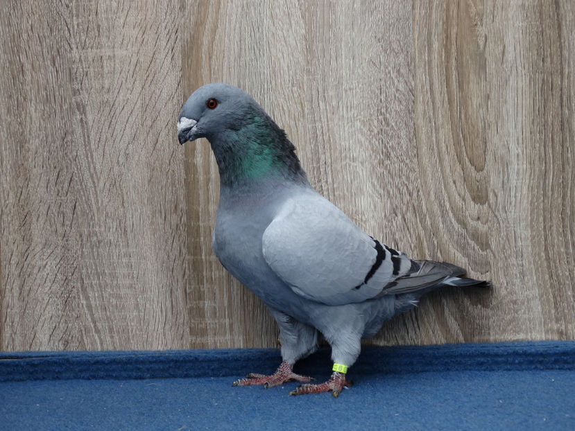 1 M 4199 - Tineret Show Racer 2017