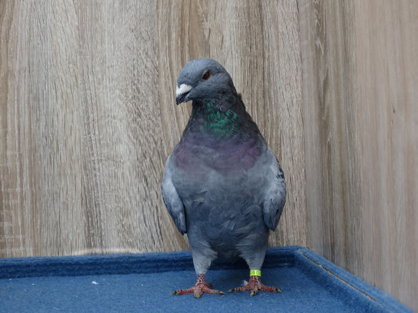 2 F- 4742 - Tineret Show Racer 2017