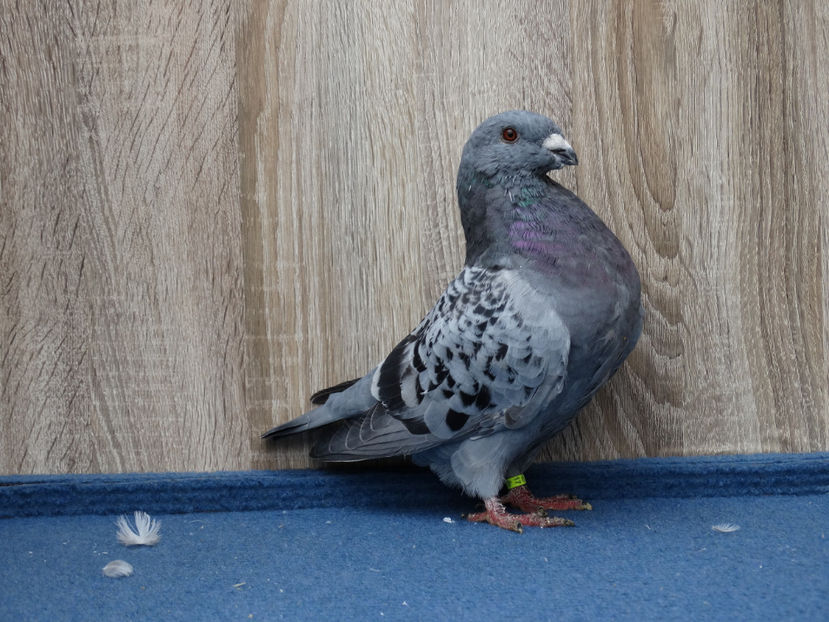 4 F- 4742 - Tineret Show Racer 2017