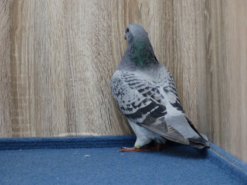 4 F-4747 - Tineret Show Racer 2017