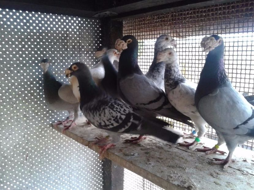 359181267_6_1000x700_staropolskie-_rev003 - V--Album ORIENTATIV-2