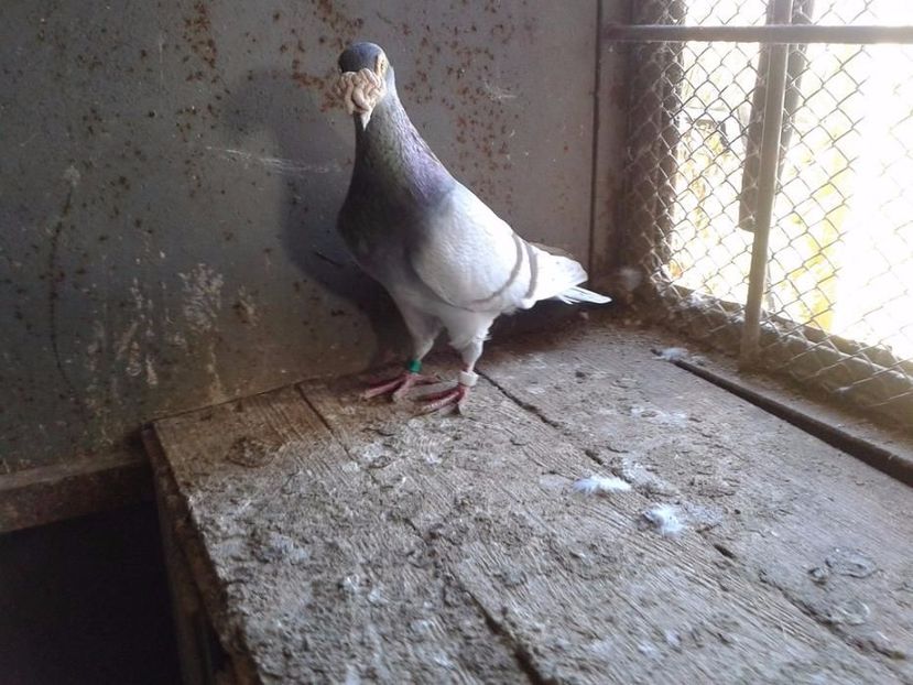 504414346_1_1000x700_staropolskie-015-skwierzyna - V--Album ORIENTATIV-2