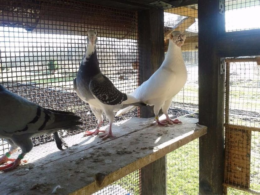 504414346_8_1000x700_staropolskie-015- - V--Album ORIENTATIV-2