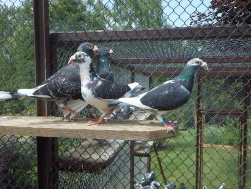 543389818_7_644x461_golebie-staropolskie-mlode-2017-r- - V--Album ORIENTATIV-2