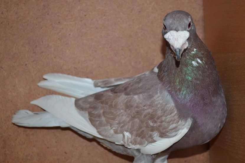 547177040_3_1000x700_golebie-staropolskie-ptaki - V--Album ORIENTATIV-2