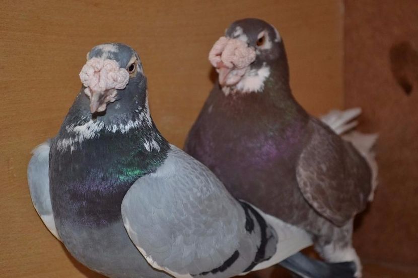 547177040_6_1000x700_golebie-staropolskie- - V--Album ORIENTATIV-2