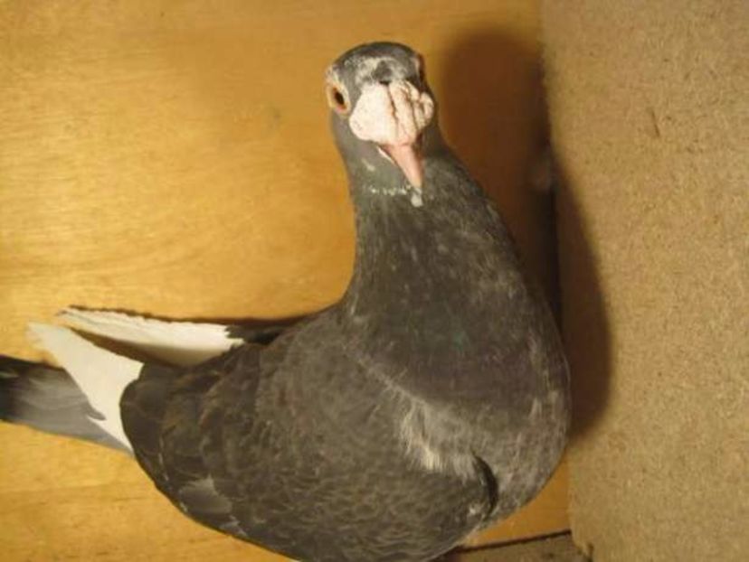 562108490_4_644x461_golebie-staropolskie-samica-015r-zwierzeta - V--Album ORIENTATIV-2