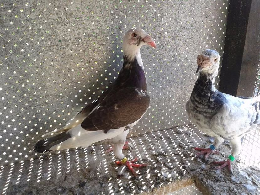 565461258_5_1000x700_rzeszowska-017-lubuskie_rev007 - V--Album ORIENTATIV-2