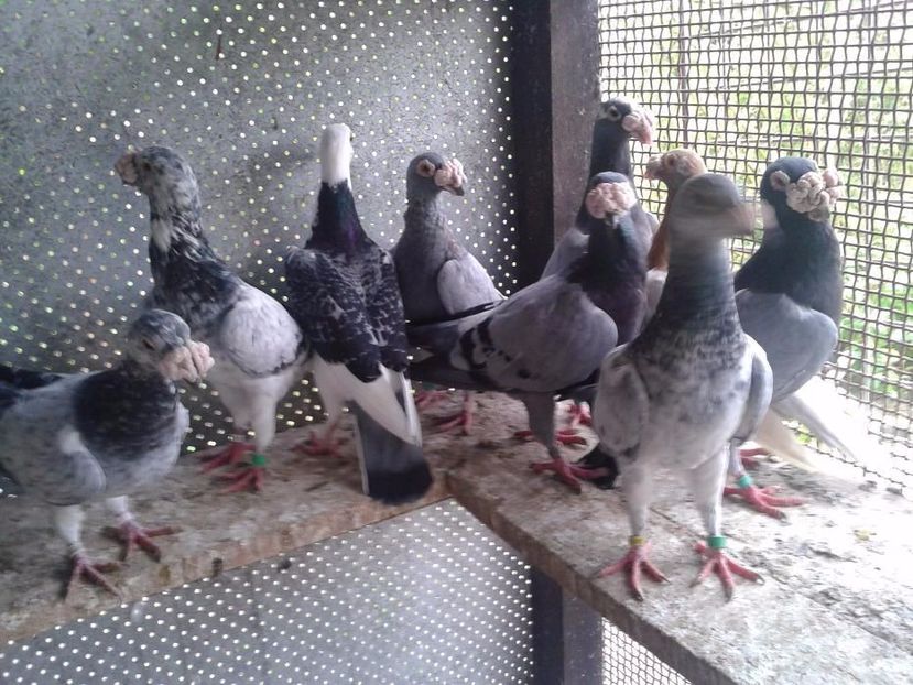 584851548_4_1000x700_staropolskie-zwierzeta_rev001 - V--Album ORIENTATIV-2