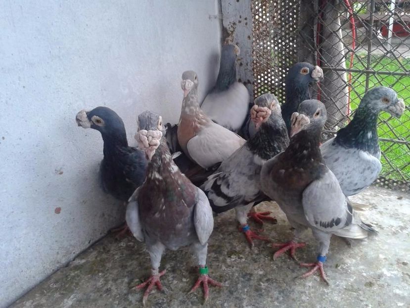 584859744_1_1000x700_staropolskie-skwierzyna - V--Album ORIENTATIV-2