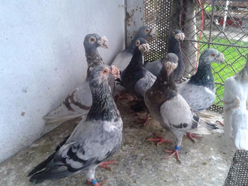 584859744_3_1000x700_staropolskie-ptaki - V--Album ORIENTATIV-2