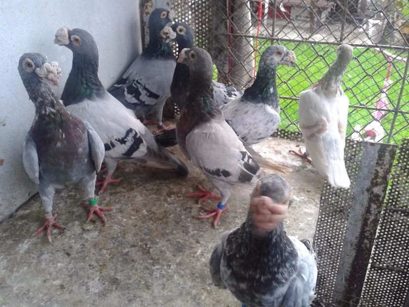 584859744_4_1000x700_staropolskie-zwierzeta - V--Album ORIENTATIV-2