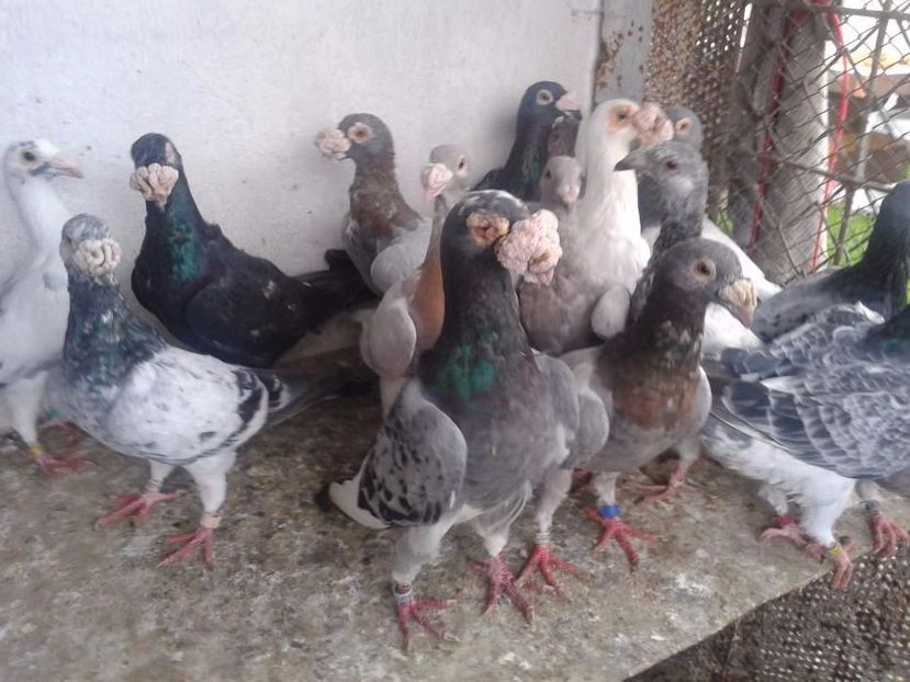 584859744_7_1000x700_staropolskie- - V--Album ORIENTATIV-2