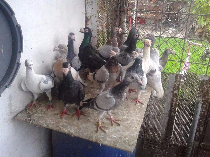 584862602_1_1000x700_staropolskie-skwierzyna - V--Album ORIENTATIV-2