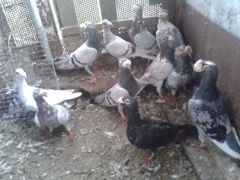 584862602_2_1000x700_staropolskie-dodaj-zdjecia - V--Album ORIENTATIV-2