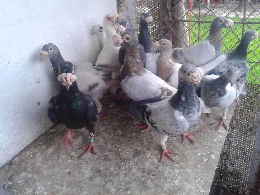 584862602_3_1000x700_staropolskie-ptaki - V--Album ORIENTATIV-2