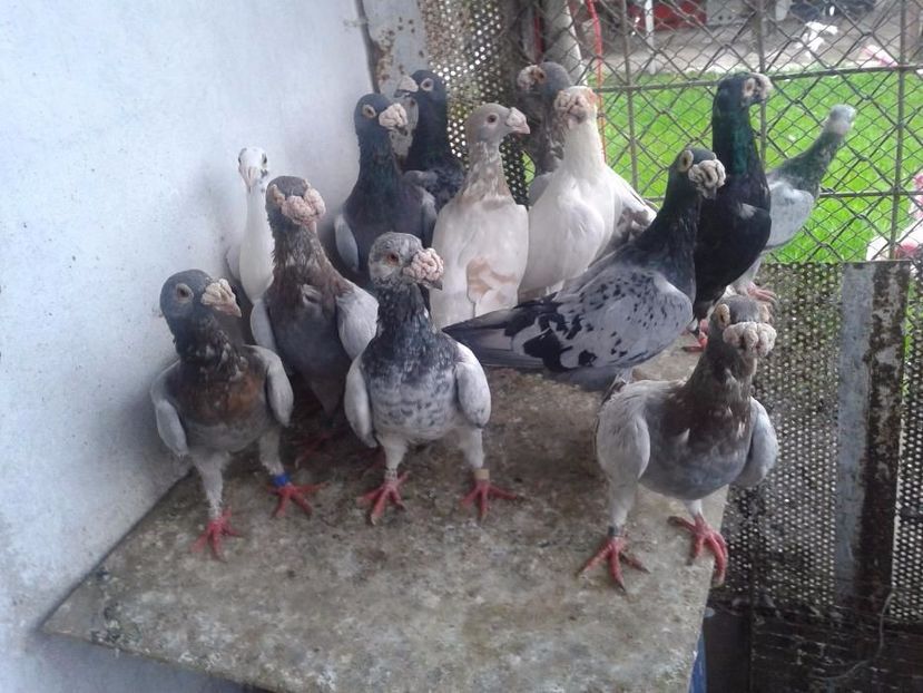 584862602_6_1000x700_staropolskie- - V--Album ORIENTATIV-2