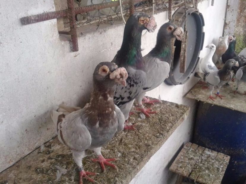 584862602_7_1000x700_staropolskie- - V--Album ORIENTATIV-2