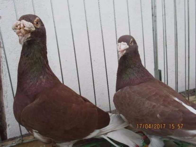 585535124_1_644x461_golebie-staropolskie-piekne-mlode-2017-krakow - V--Album ORIENTATIV-2