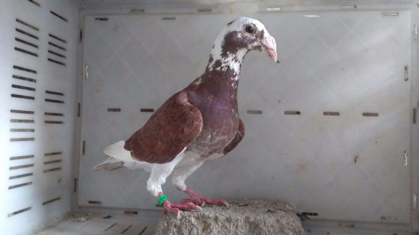 586802824_4_1000x700_czerwone-rzeszowskie-golebie-ozdobne-staropolskie-duze-wysylka-zwierzeta - V--Album ORIENTATIV-2