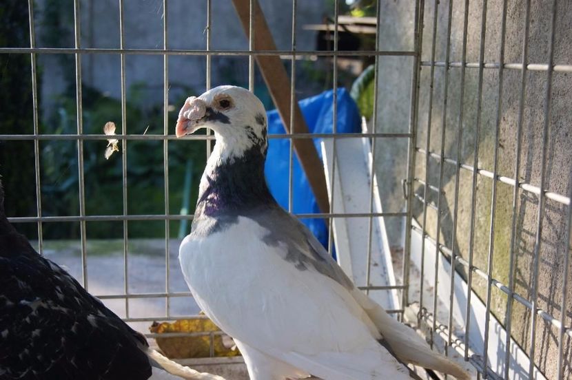 587542364_3_1000x700_golebie-staropolskie-ptaki - V--Album ORIENTATIV-2