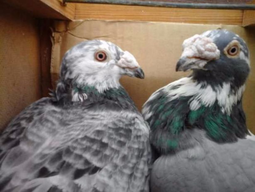 599568865_4_644x461_golebie-staropolskie-para-2016r-zwierzeta_rev001 - V--Album ORIENTATIV-2