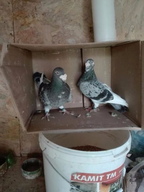 604868429_6_1000x700_golebie-staropolskie- - V--Album ORIENTATIV-2