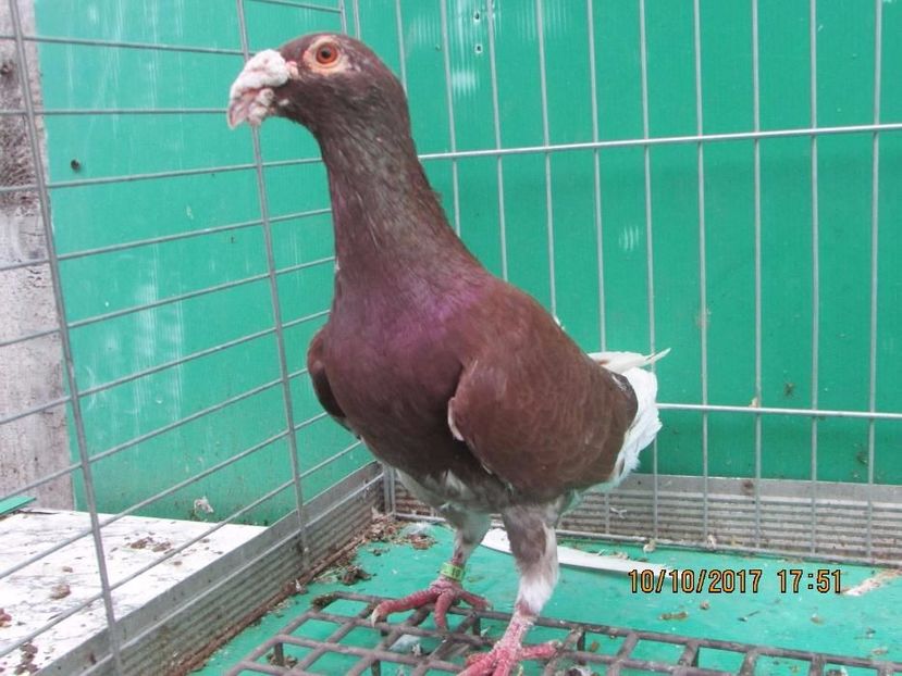 605549587_5_1000x700_staropolski-samiec-staropolskie-golebie-ozdobne-dolnoslaskie - V--Album ORIENTATIV-2