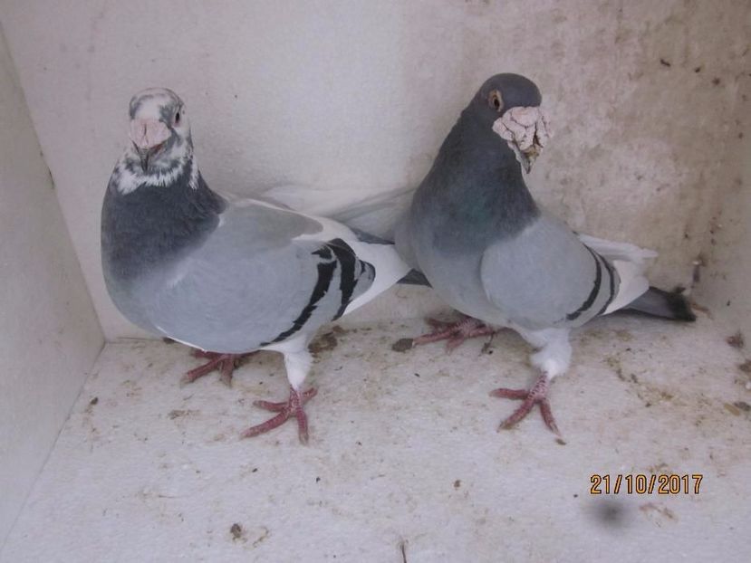 608287925_1_1000x700_golebie-staropolskie-myslenice_rev006 (1) - V--Album ORIENTATIV-2