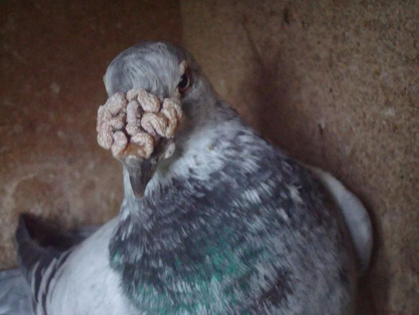 608873499_2_1000x700_golebie-staropolskie-dodaj-zdjecia - V--Album ORIENTATIV-2