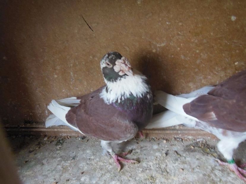 608892155_1_1000x700_golebie-staropolskie-wieliczka_rev002 - V--Album ORIENTATIV-2