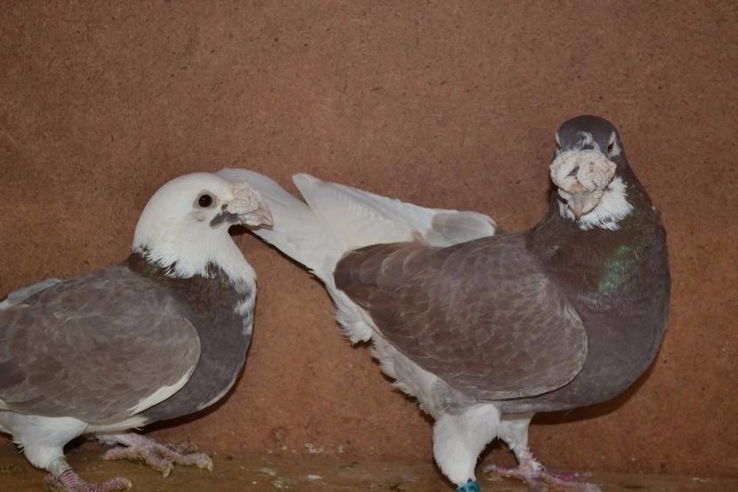 610619339_2_1000x700_golebie-staropolskie-dodaj-zdjecia - V--Album ORIENTATIV-2