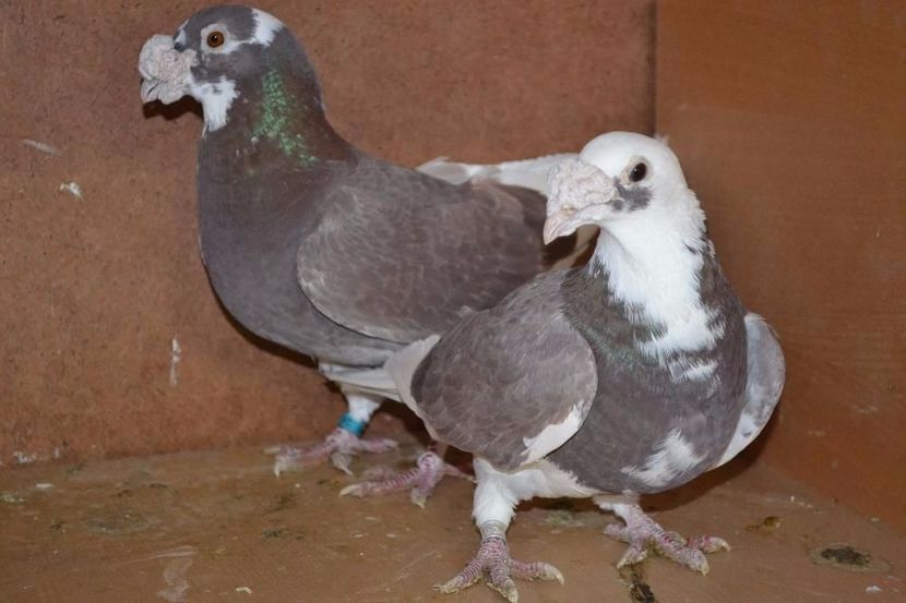 610619339_5_1000x700_golebie-staropolskie-malopolskie - V--Album ORIENTATIV-2