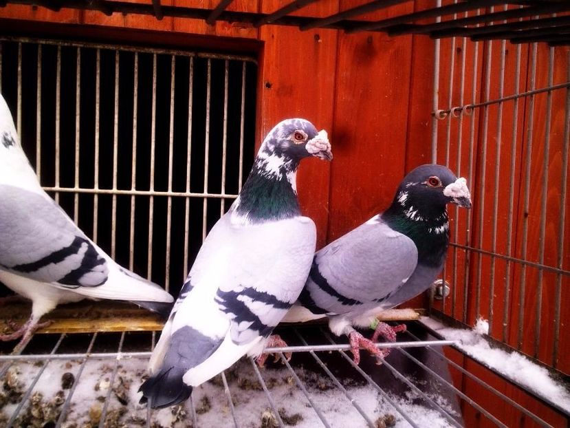 610649315_1_1000x700_golebie-staropolskie-mietek-zywiec - V--Album ORIENTATIV-2