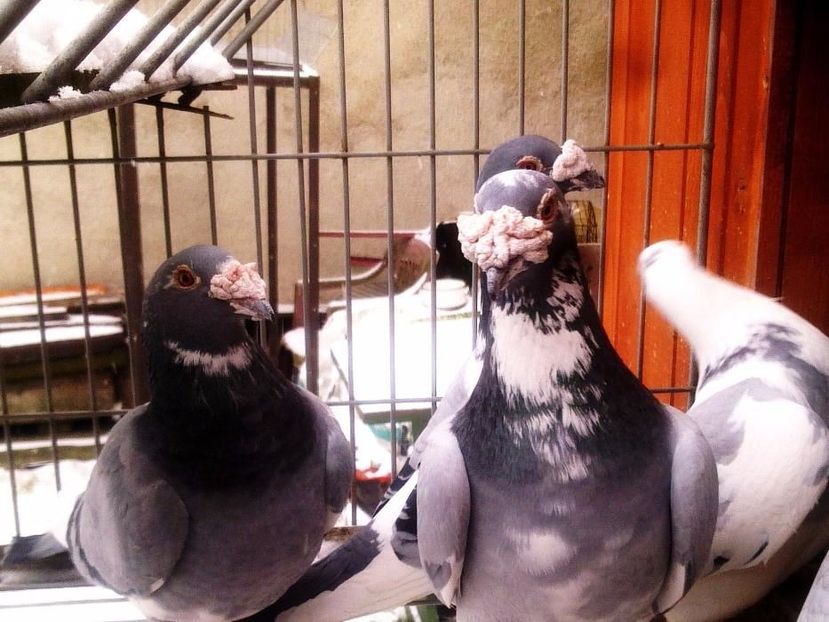 610649315_7_1000x700_golebie-staropolskie-mietek- - V--Album ORIENTATIV-2