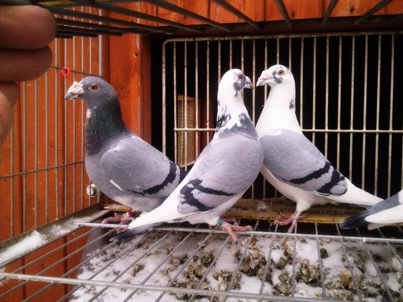 610649315_8_1000x700_golebie-staropolskie-mietek- - V--Album ORIENTATIV-2