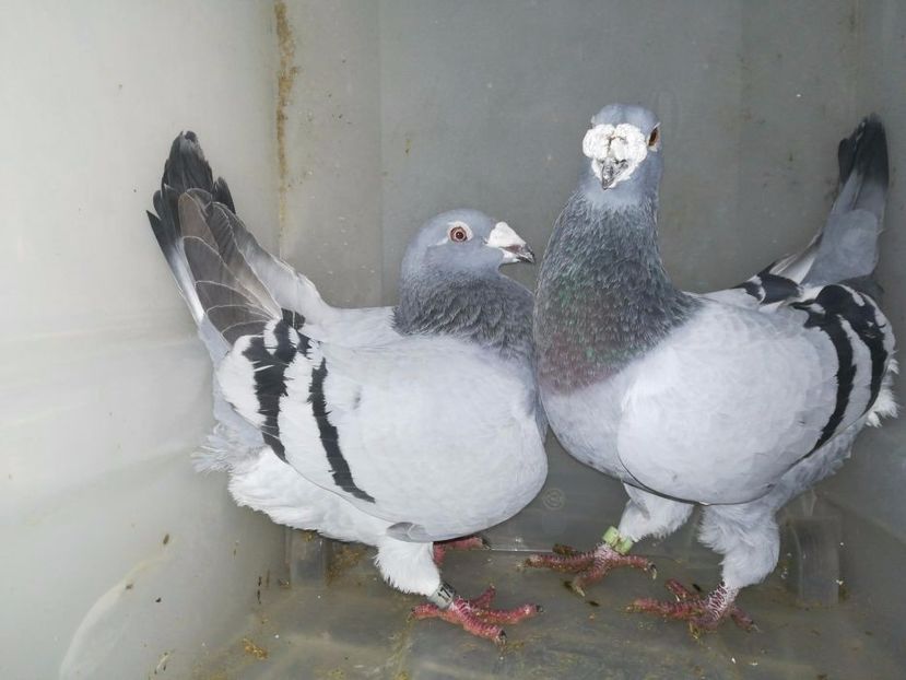 610657737_1_1000x700_golebie-staropolskie-zawiercie - V--Album ORIENTATIV-2