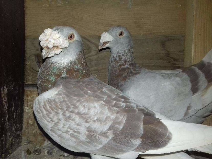 611070593_1_1000x700_golebie-staropolskie-jawor - V--Album ORIENTATIV-2