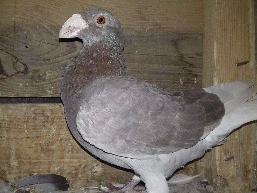 611070593_2_1000x700_golebie-staropolskie-dodaj-zdjecia - V--Album ORIENTATIV-2