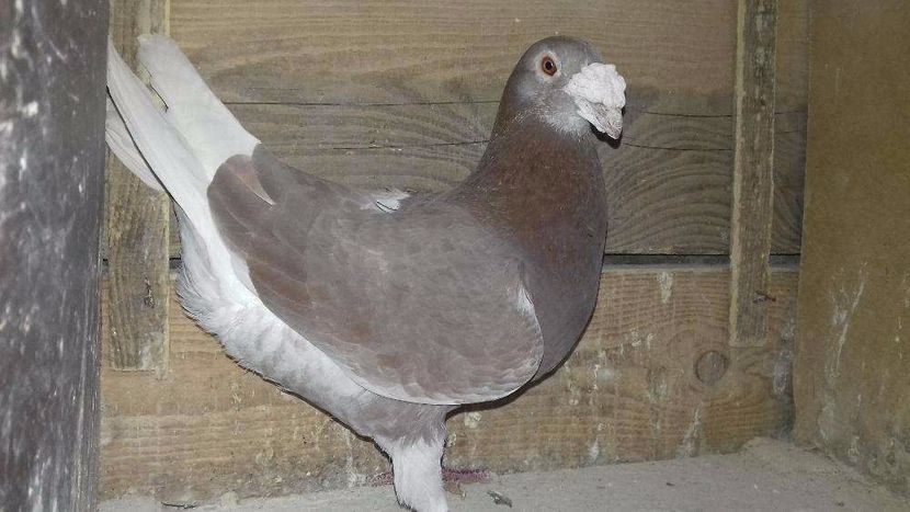 611070593_3_1000x700_golebie-staropolskie-ptaki - V--Album ORIENTATIV-2