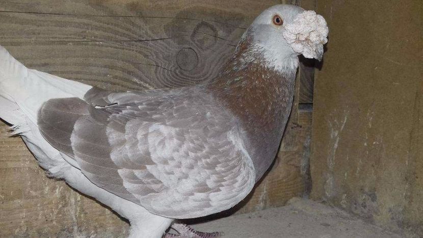 611070593_4_1000x700_golebie-staropolskie-zwierzeta - V--Album ORIENTATIV-2