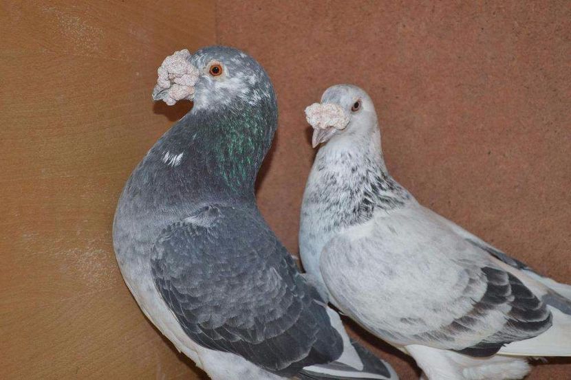 611185515_6_1000x700_golebie-staropolskie- (1) - V--Album ORIENTATIV-2