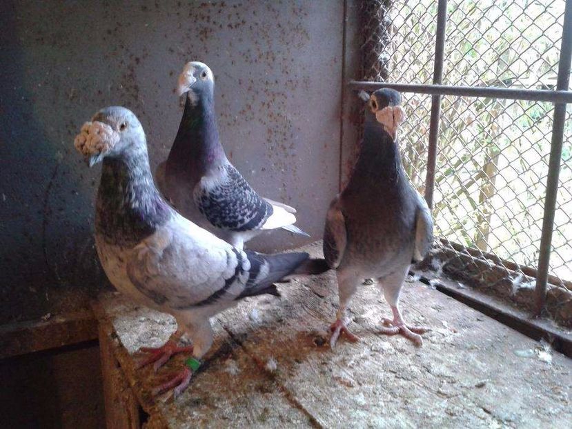 611461759_4_1000x700_staropolska-017-zwierzeta_rev004 - V--Album ORIENTATIV-2