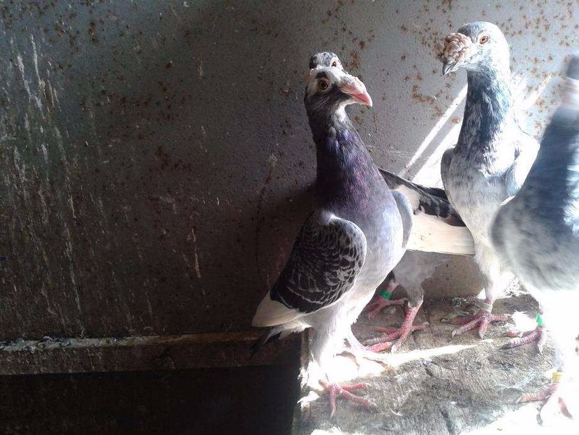 611461759_5_1000x700_staropolska-017-lubuskie_rev004 - V--Album ORIENTATIV-2