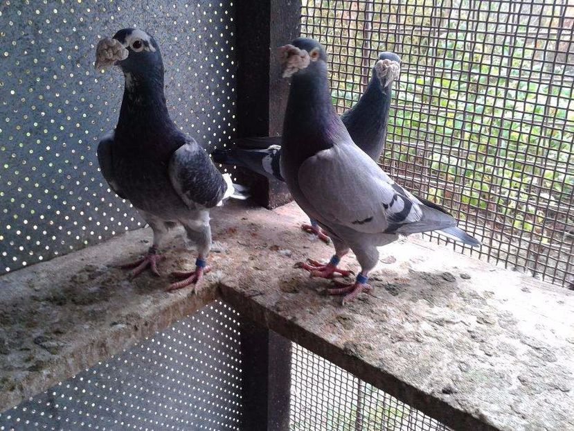 611467061_5_1000x700_staropolskie-016-lubuskie - V--Album ORIENTATIV-2