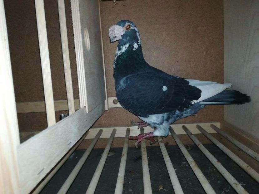 611582335_1_1000x700_golebie-staropolskie-zawiercie - V--Album ORIENTATIV-2