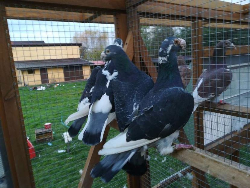 611582335_3_1000x700_golebie-staropolskie-ptaki - V--Album ORIENTATIV-2